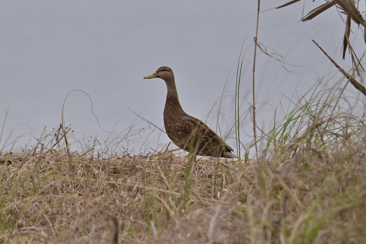 Canard colvert ou C. brun - ML532385531