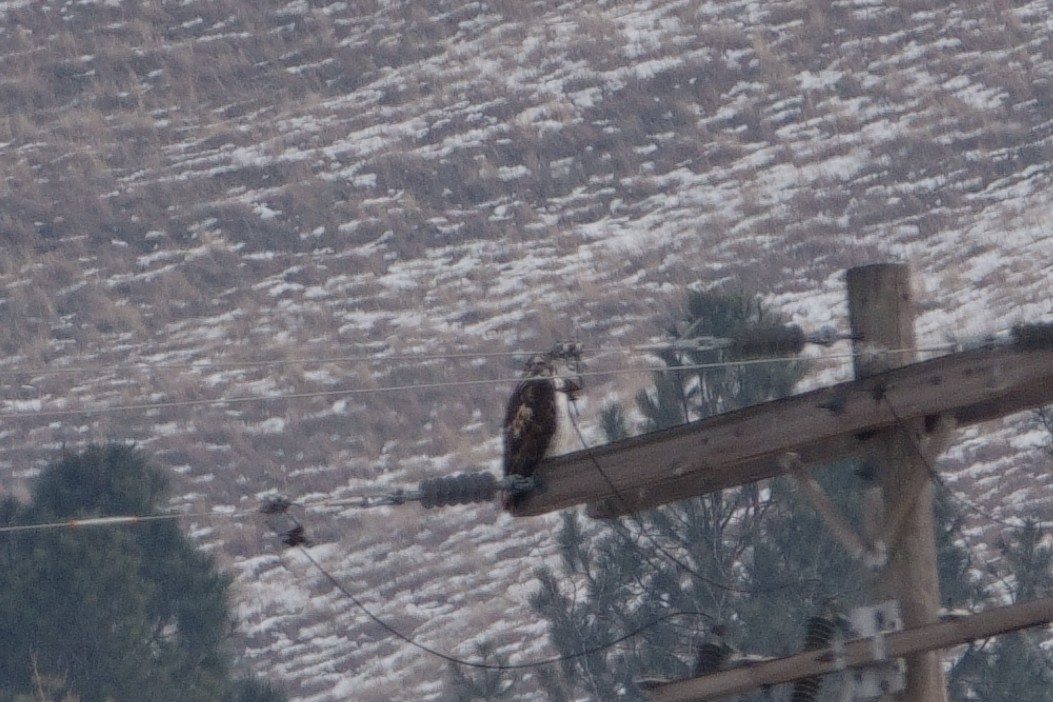 Red-tailed Hawk (Harlan's) - Anonymous User