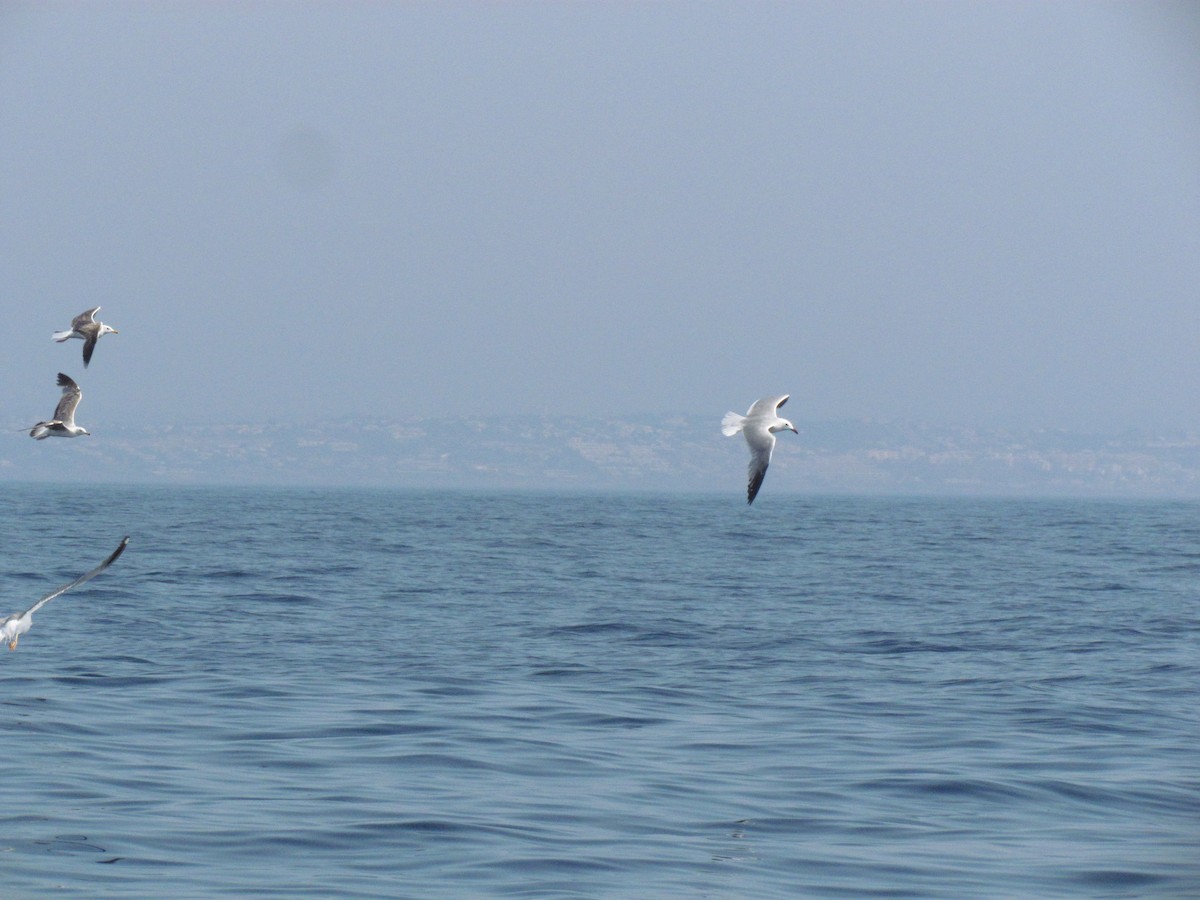 Gaviota de Audouin - ML532385561