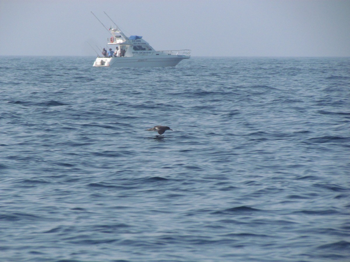 Cory's Shearwater - ML532385641