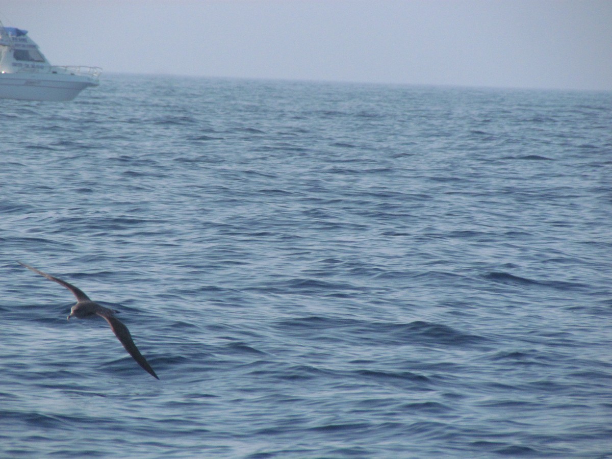 Cory's Shearwater - ML532385651