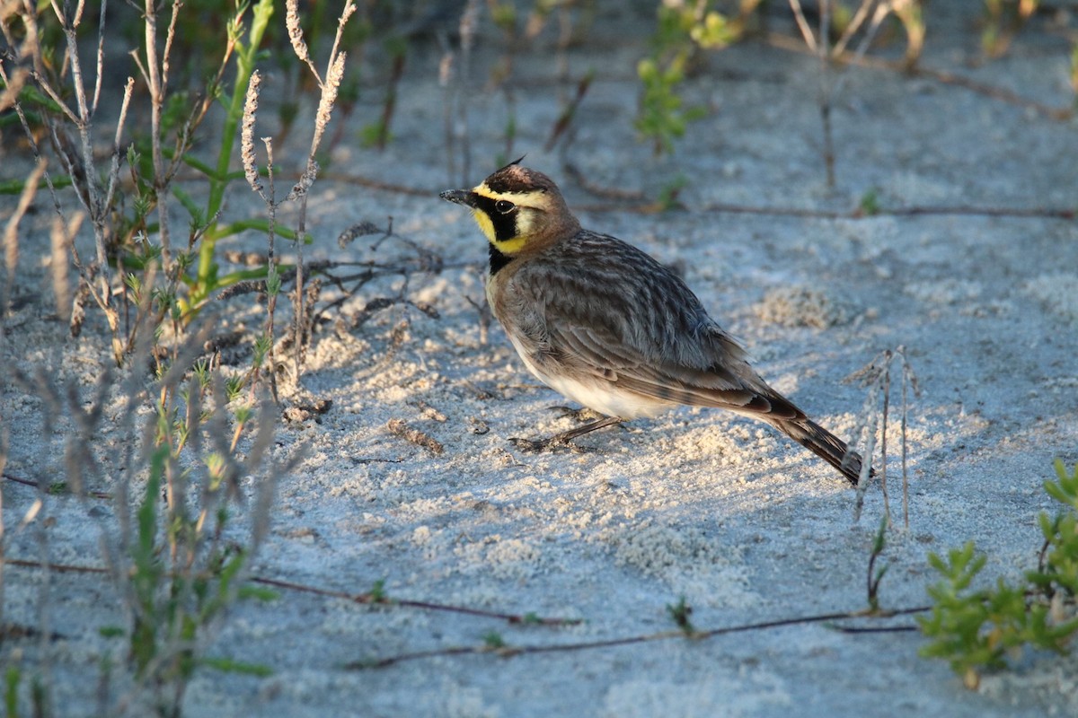 Horned Lark - ML53238641