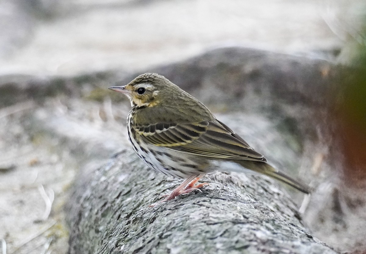 Olive-backed Pipit - ML532387281