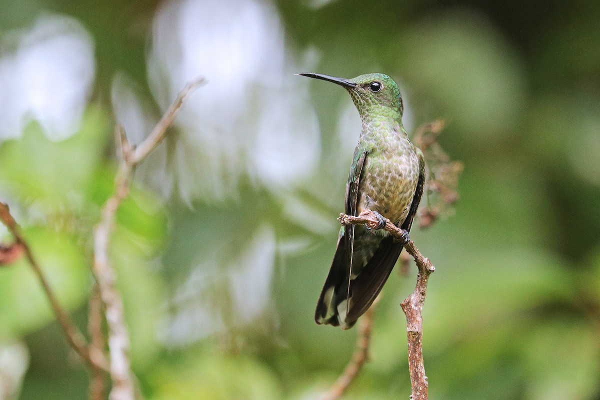 Scaly-breasted Hummingbird - ML532389351