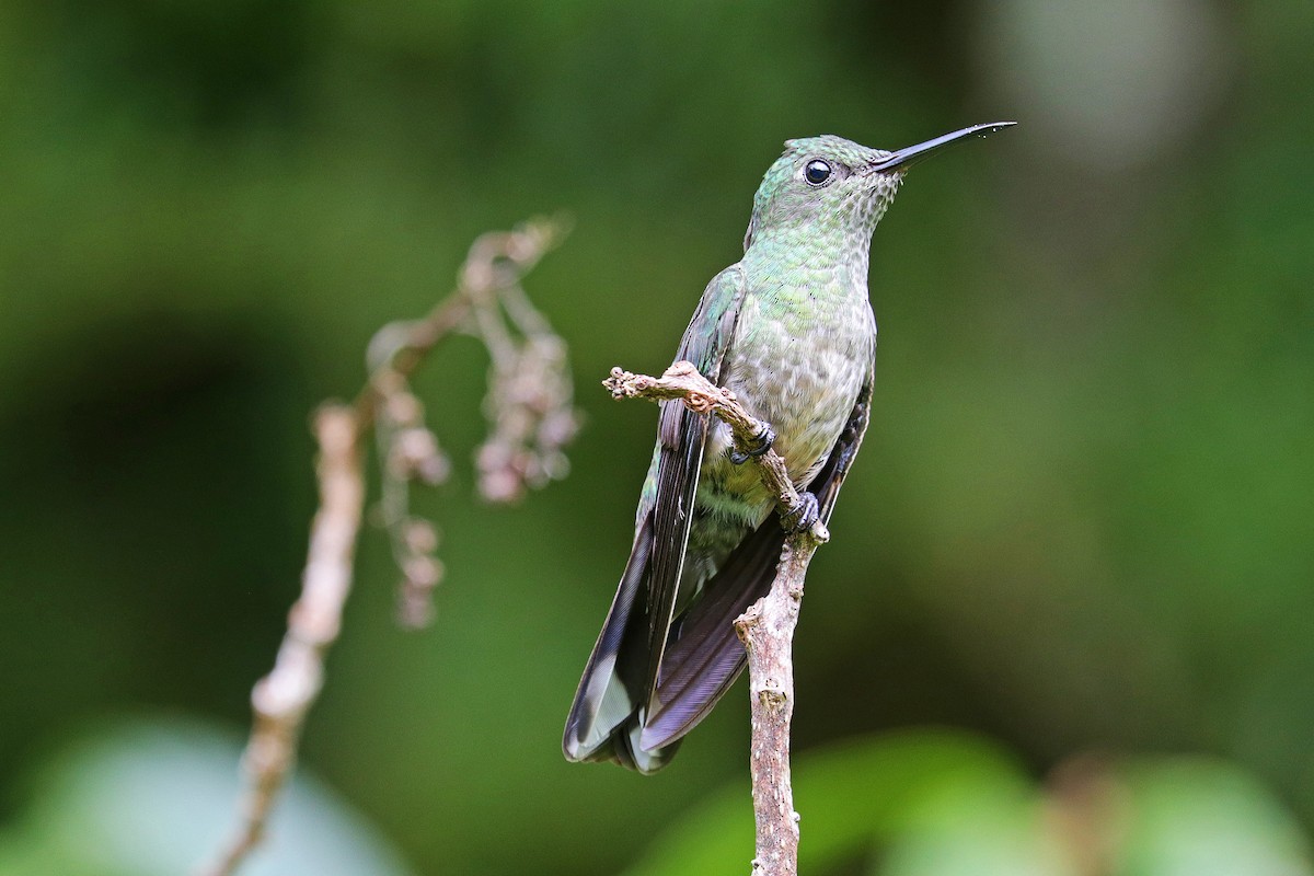 Scaly-breasted Hummingbird - ML532389551