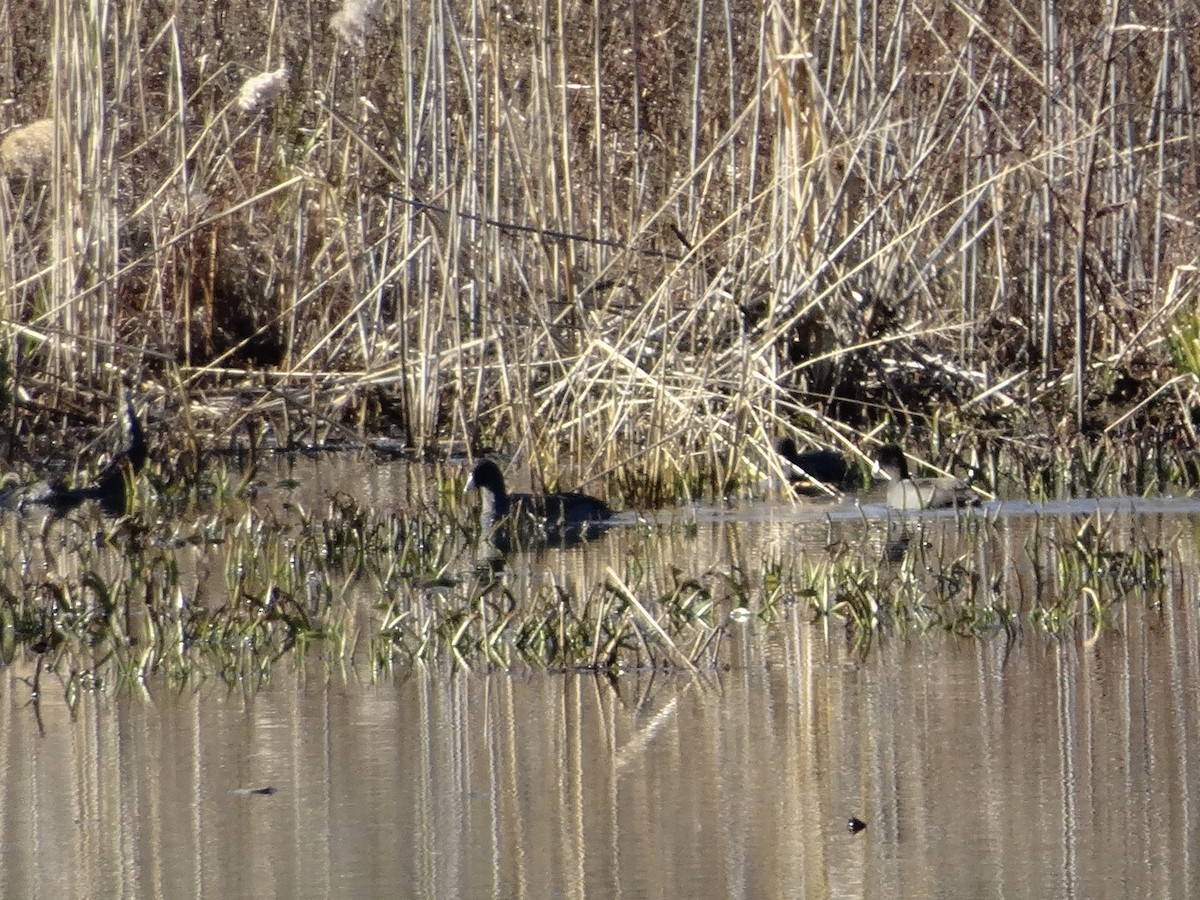 American Coot - ML532390741