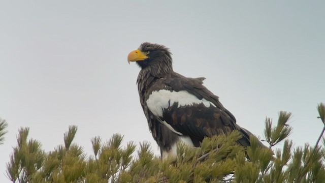 Steller's Sea-Eagle - ML532390911