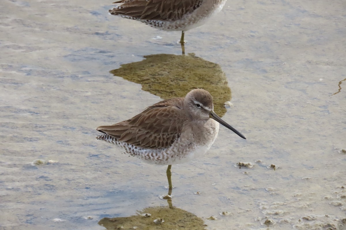 Short-billed Dowitcher - ML532392451