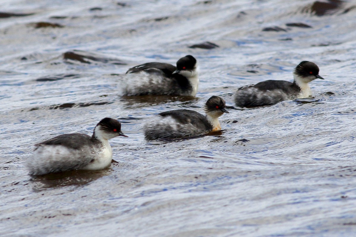 Silvery Grebe - ML532392521