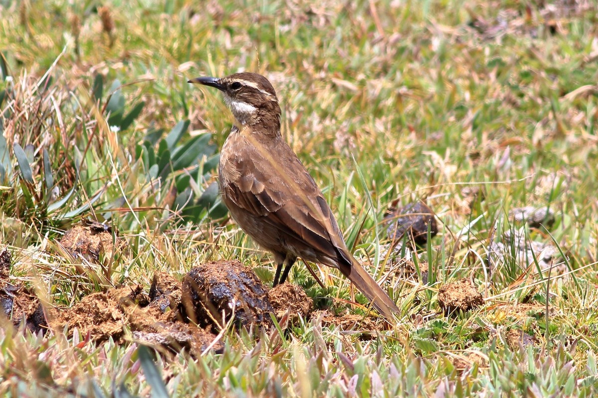 Stout-billed Cinclodes - ML532392841