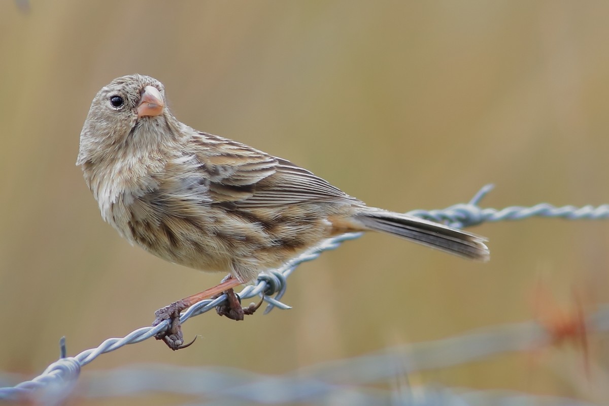 Plain-colored Seedeater - ML532393001