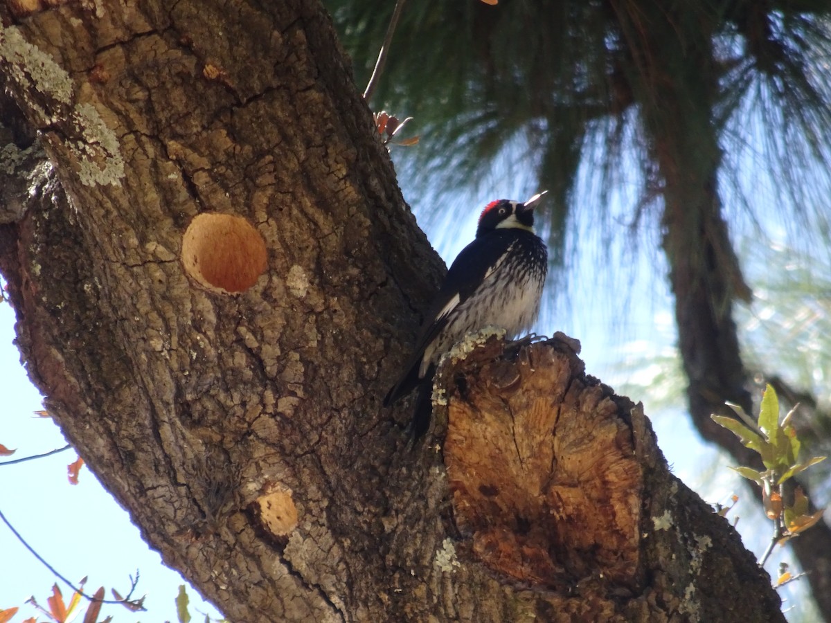 Acorn Woodpecker - ML532393011