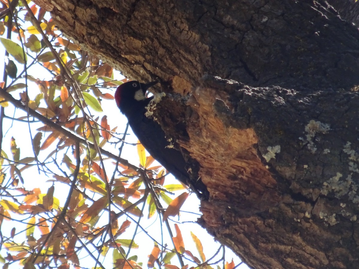 Acorn Woodpecker - ML532393021