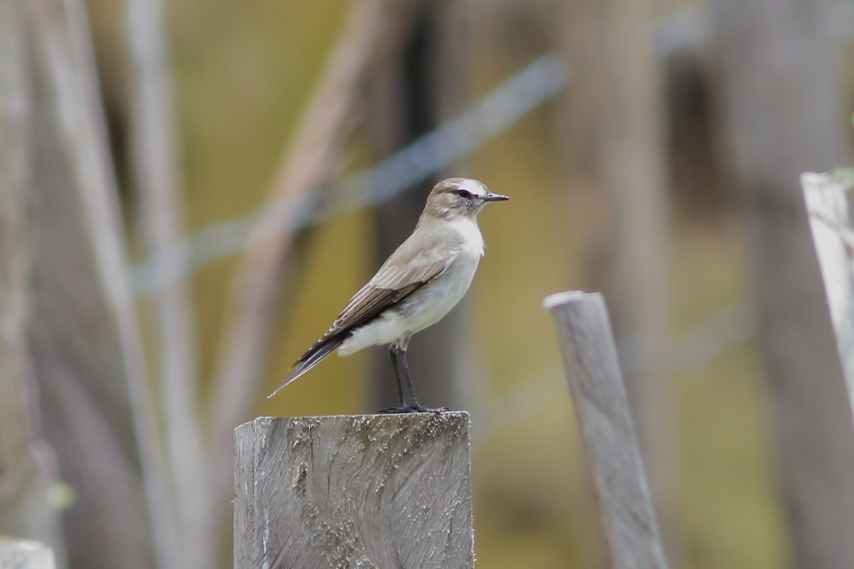 Plain-capped Ground-Tyrant - ML532393041