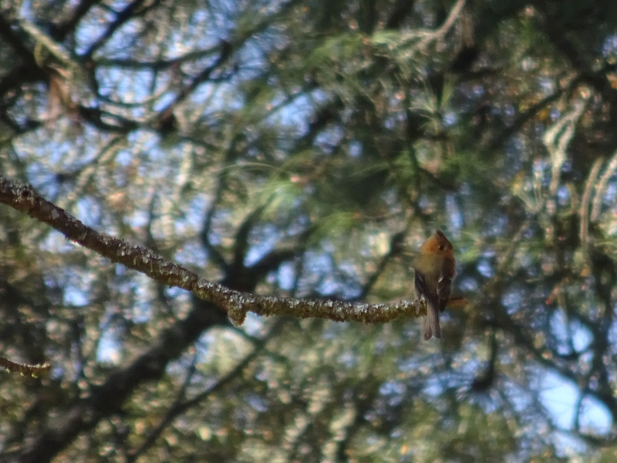 Tufted Flycatcher - ML532393091