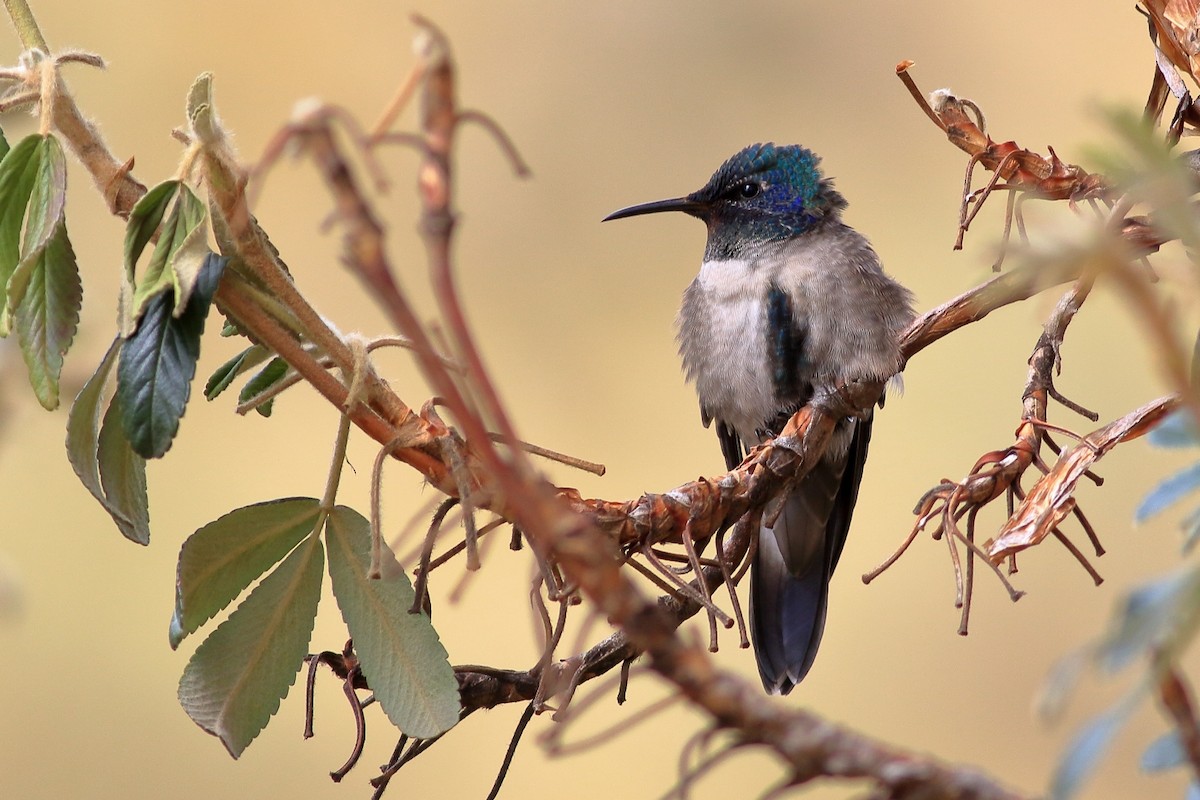 Colibri du Chimborazo - ML532393391