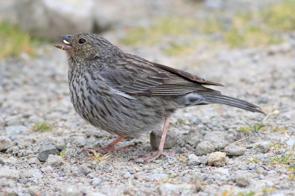 Plumbeous Sierra Finch - ML532393421