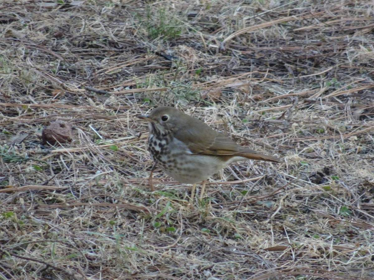 קיכלי חלוד-זנב - ML532393521