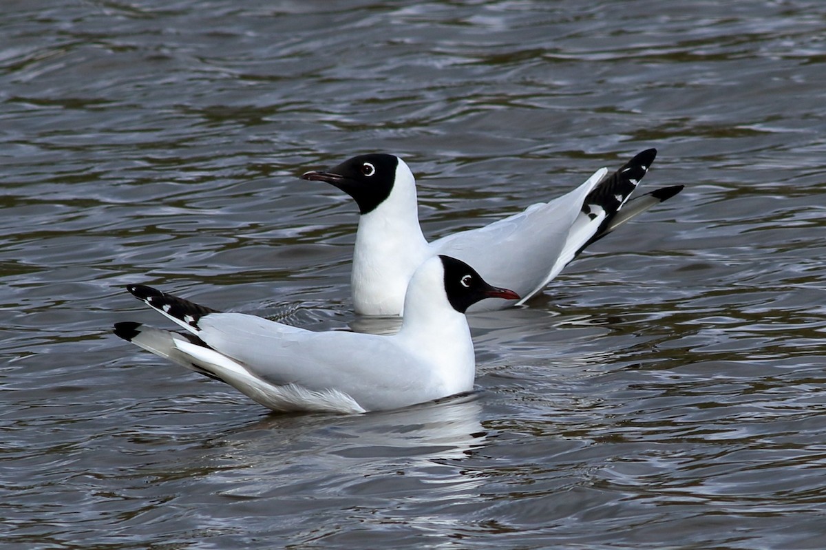 Andean Gull - ML532394341