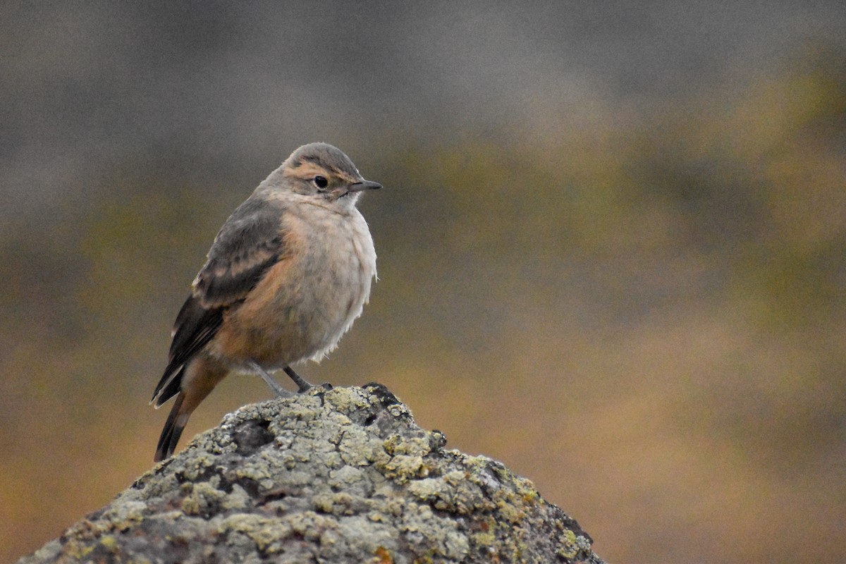 Rufous-banded Miner - Ezequiel Racker