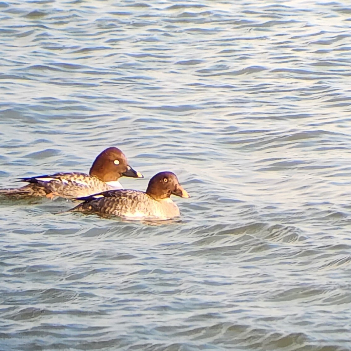 Common Goldeneye - ML532395051