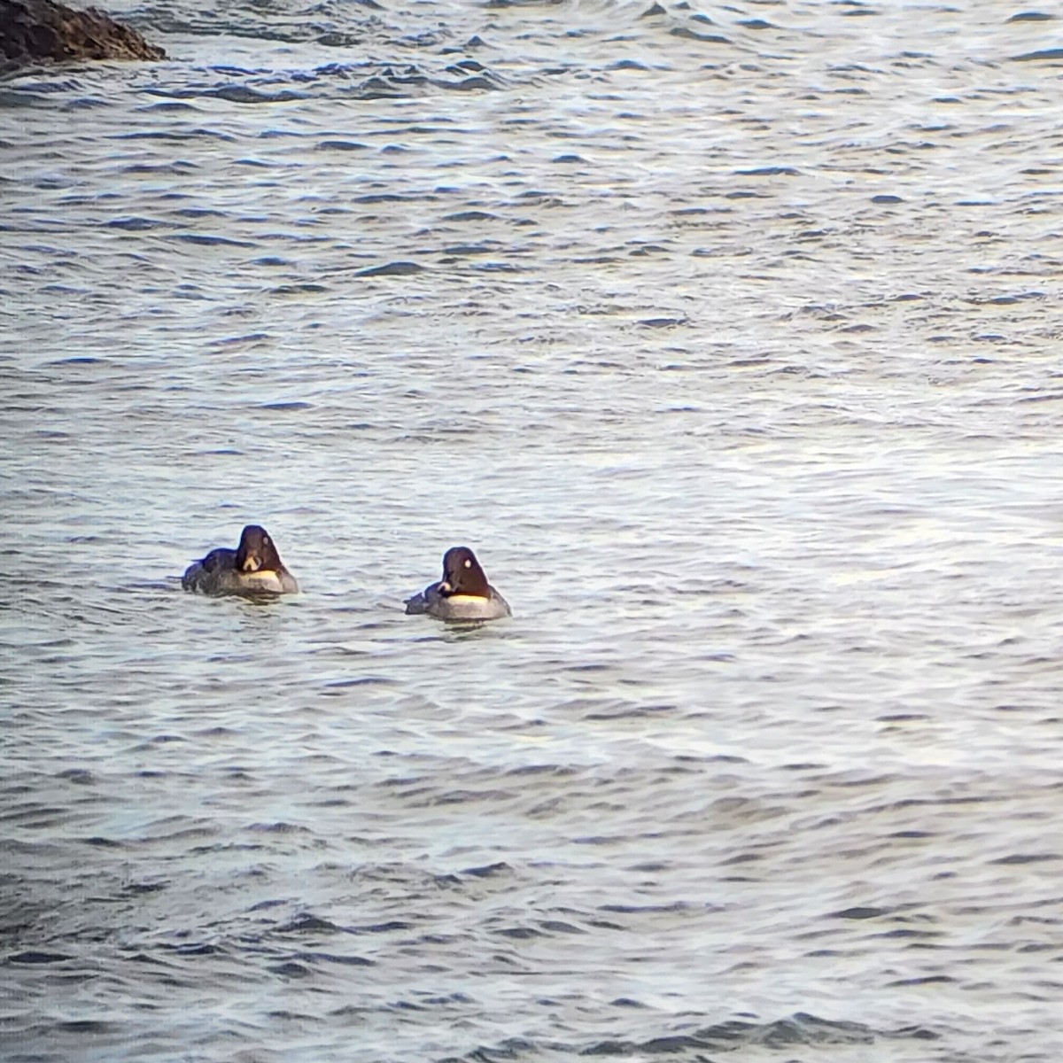 Common Goldeneye - ML532395061