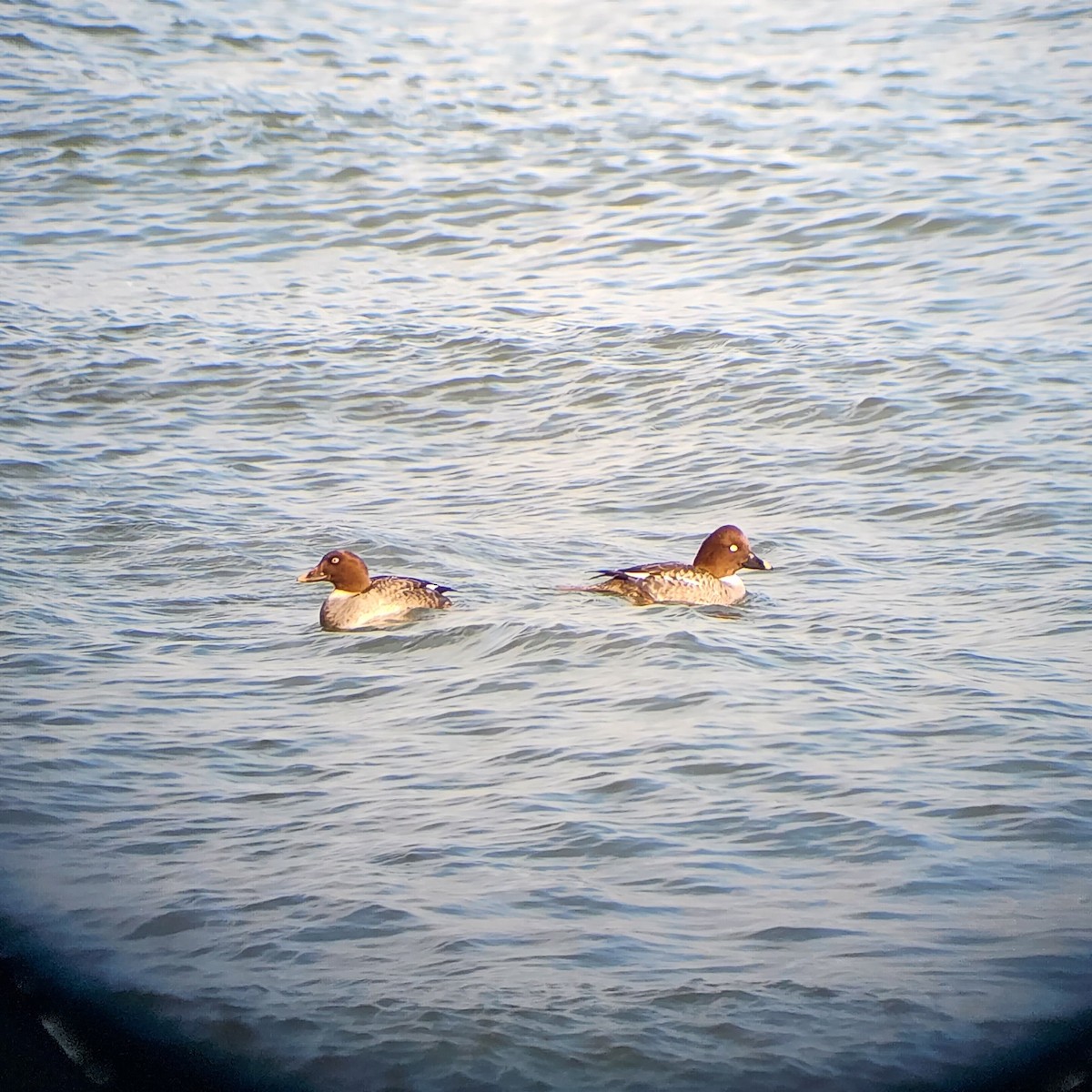 Common Goldeneye - ML532395071