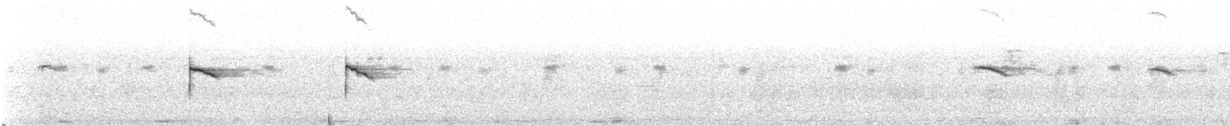 hvitkroneskvett (collaris) - ML532396141