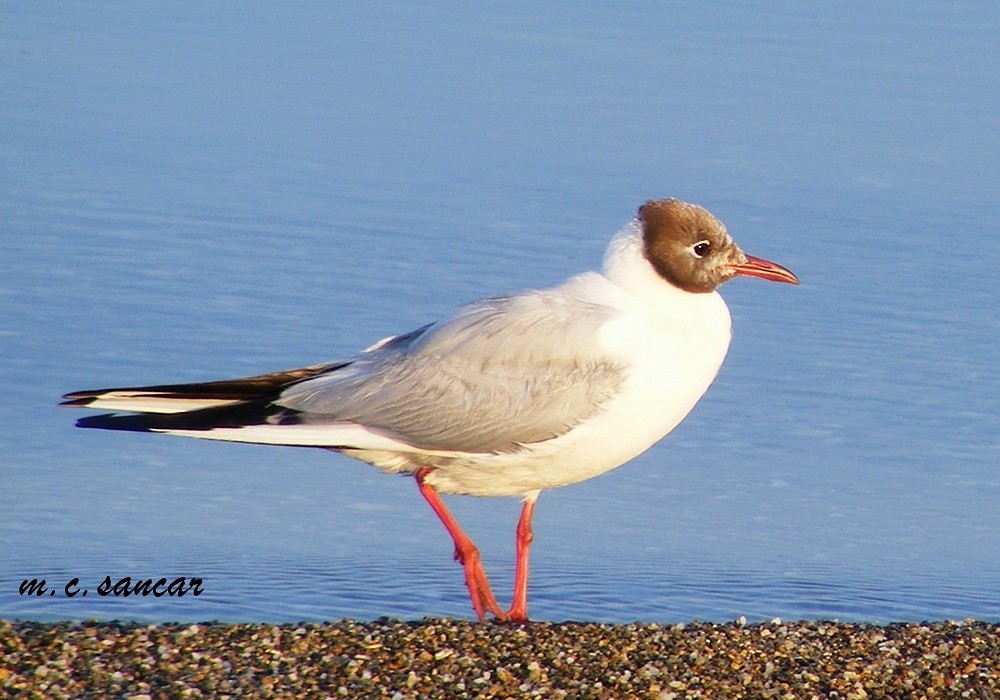 Black-headed Gull - ML532397111