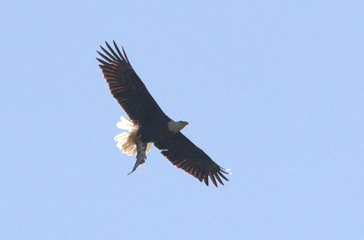 Bald Eagle - ML532397471