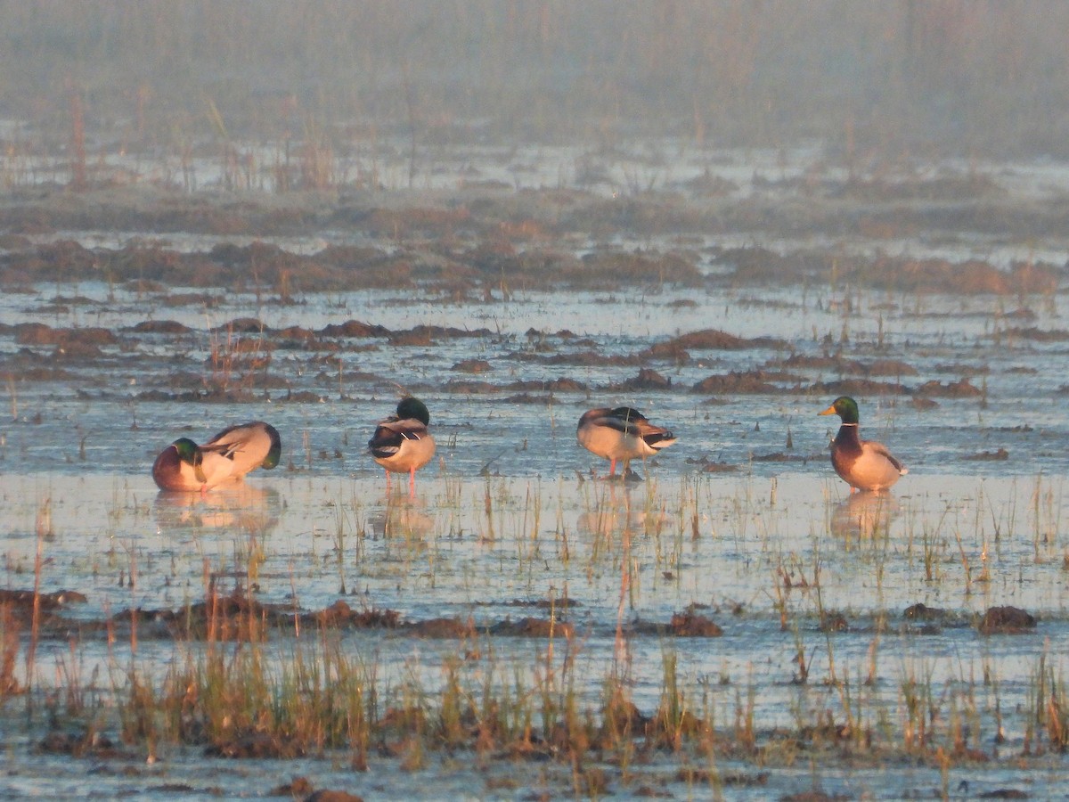 Canard colvert - ML532397731