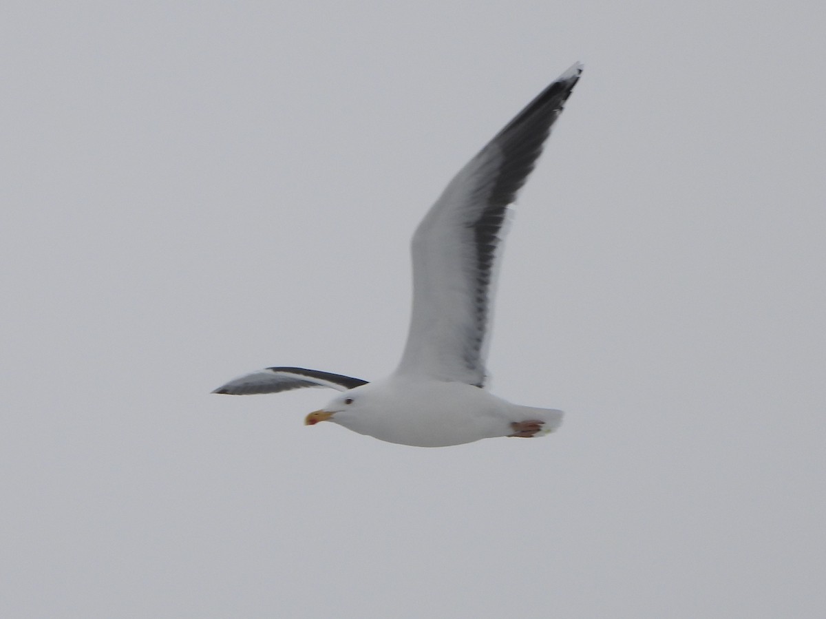 Great Black-backed Gull - ML532398671