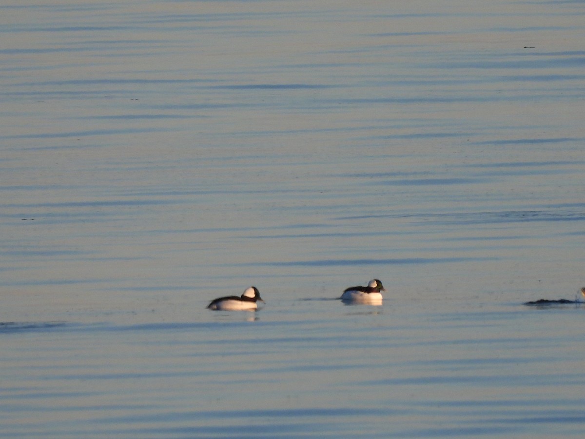 Bufflehead - ML532398781