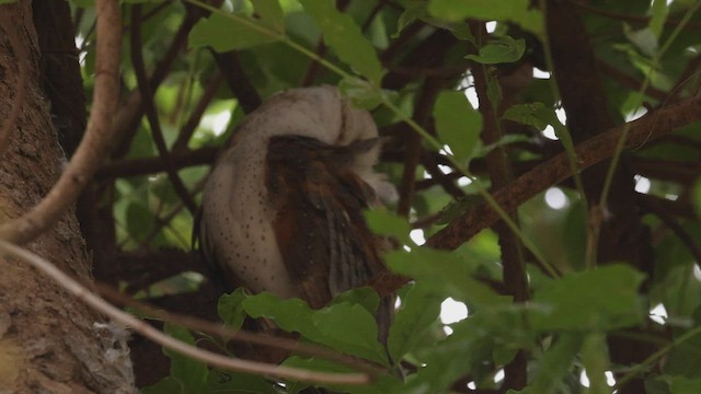 Barn Owl (African) - ML532398991