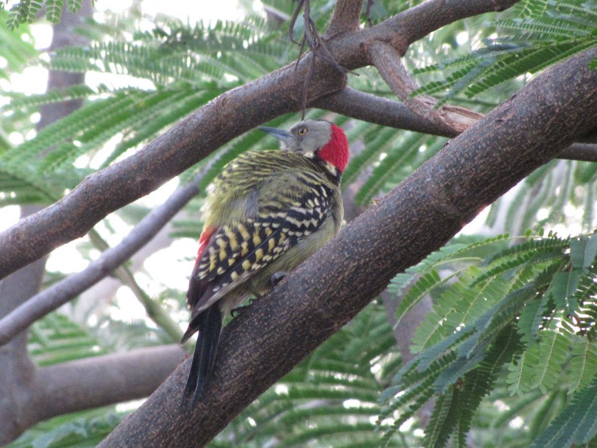 Hispaniolan Woodpecker - ML532400421