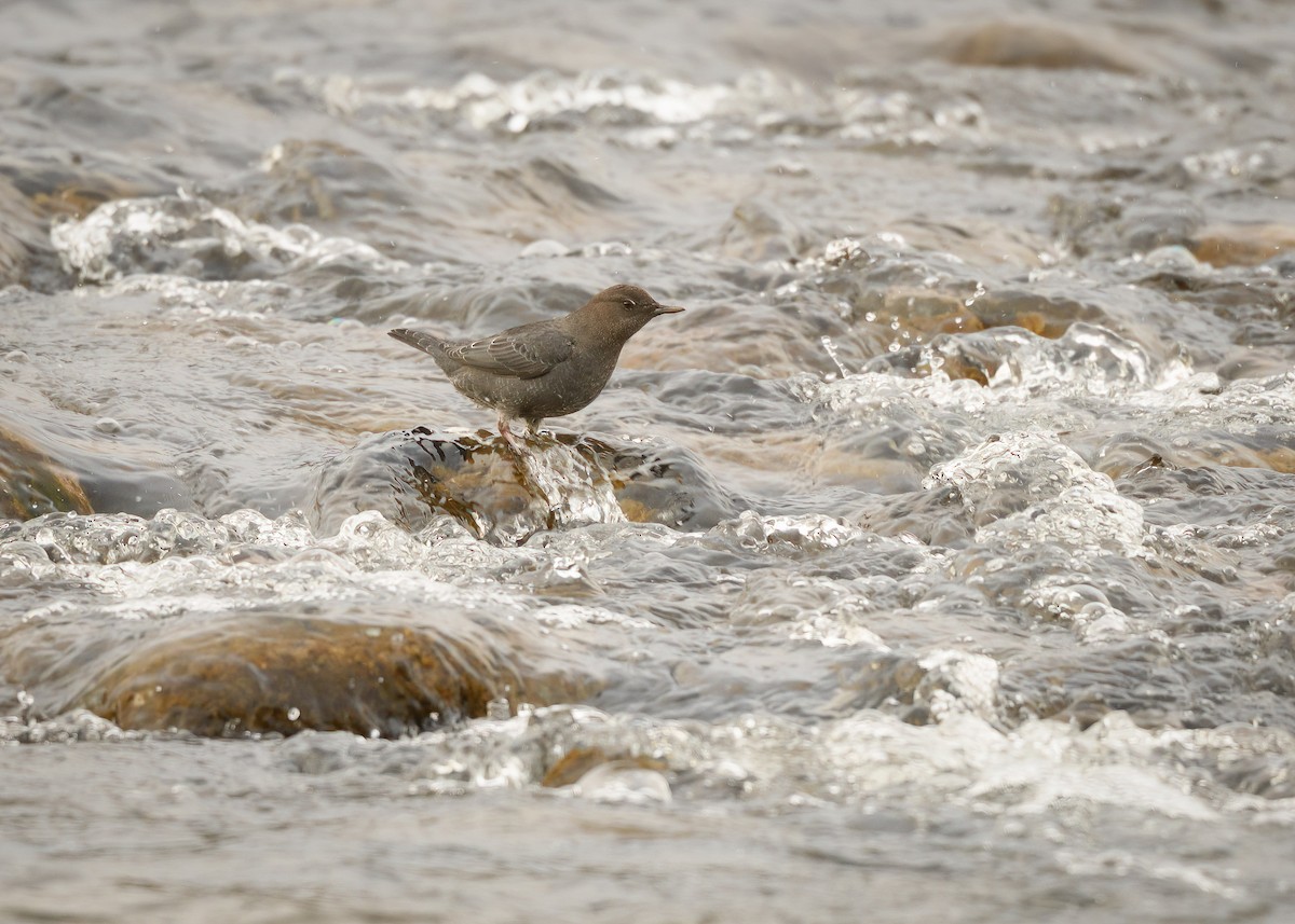 American Dipper - ML532400471