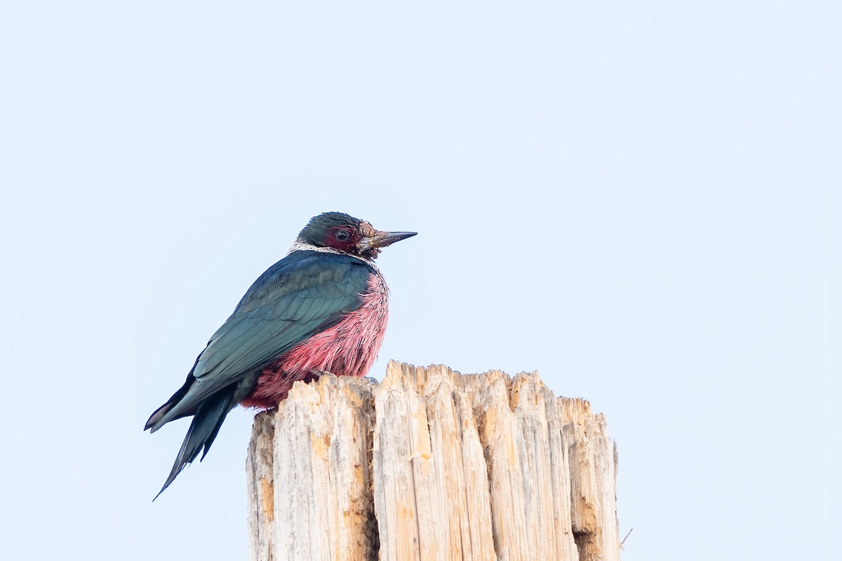 Lewis's Woodpecker - ML532400791