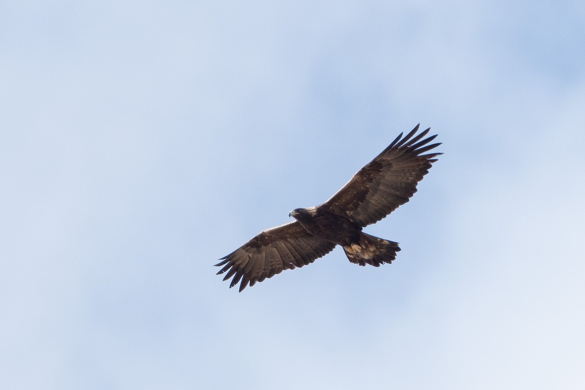Golden Eagle - ML532401271