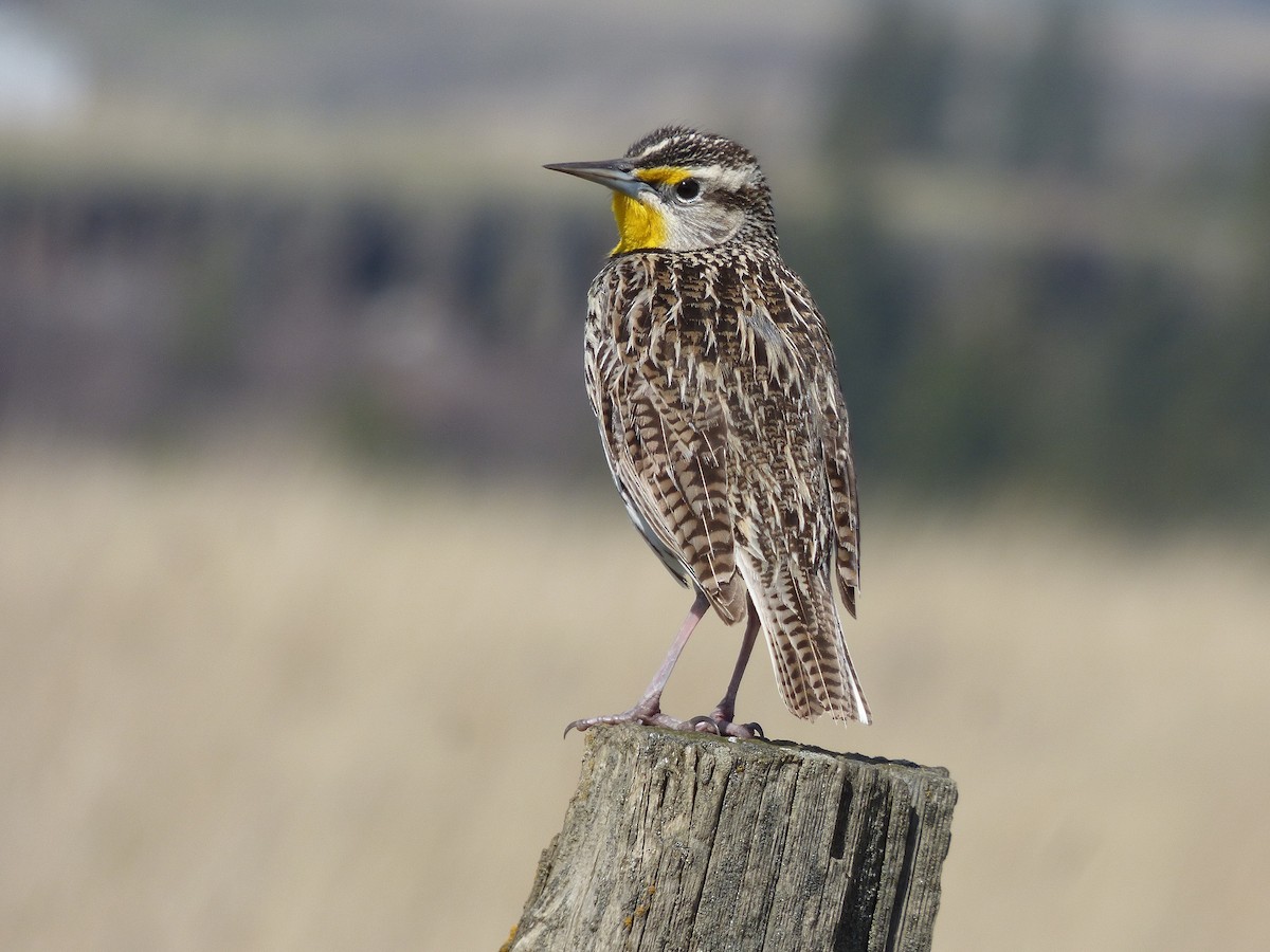Western Meadowlark - ML53240431
