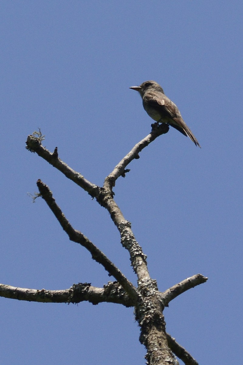 Smoke-colored Pewee - ML532404571