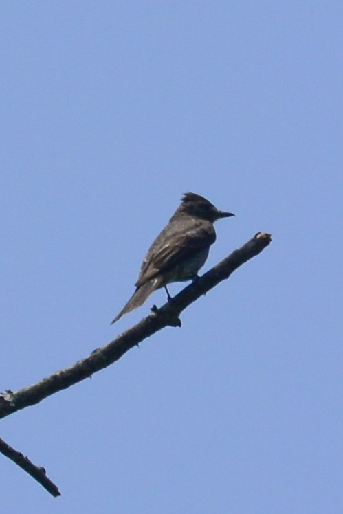 Smoke-colored Pewee - ML532404581