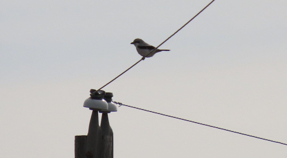 Northern Shrike - ML532407841