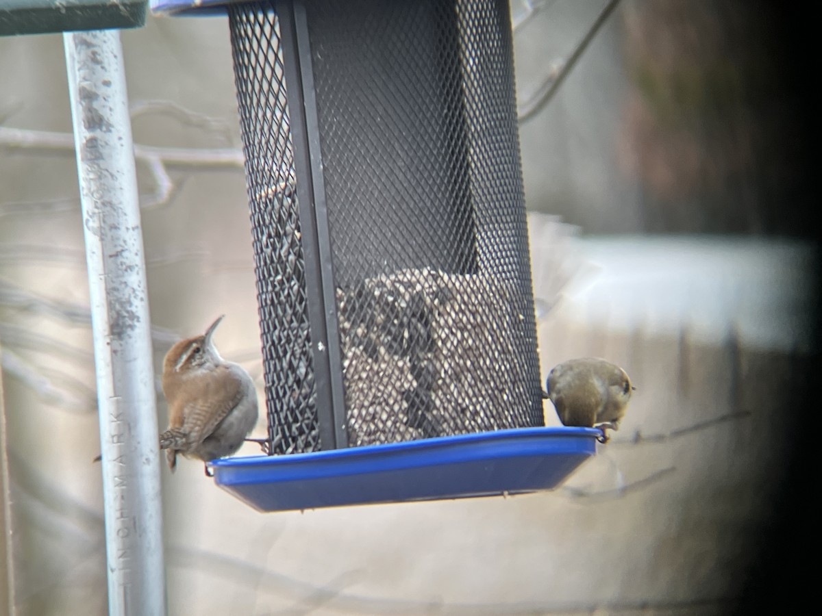 Bewick's Wren - ML532407901