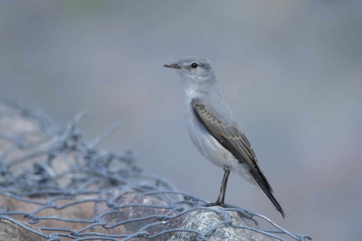 Cinereous Ground-Tyrant - ML532409771