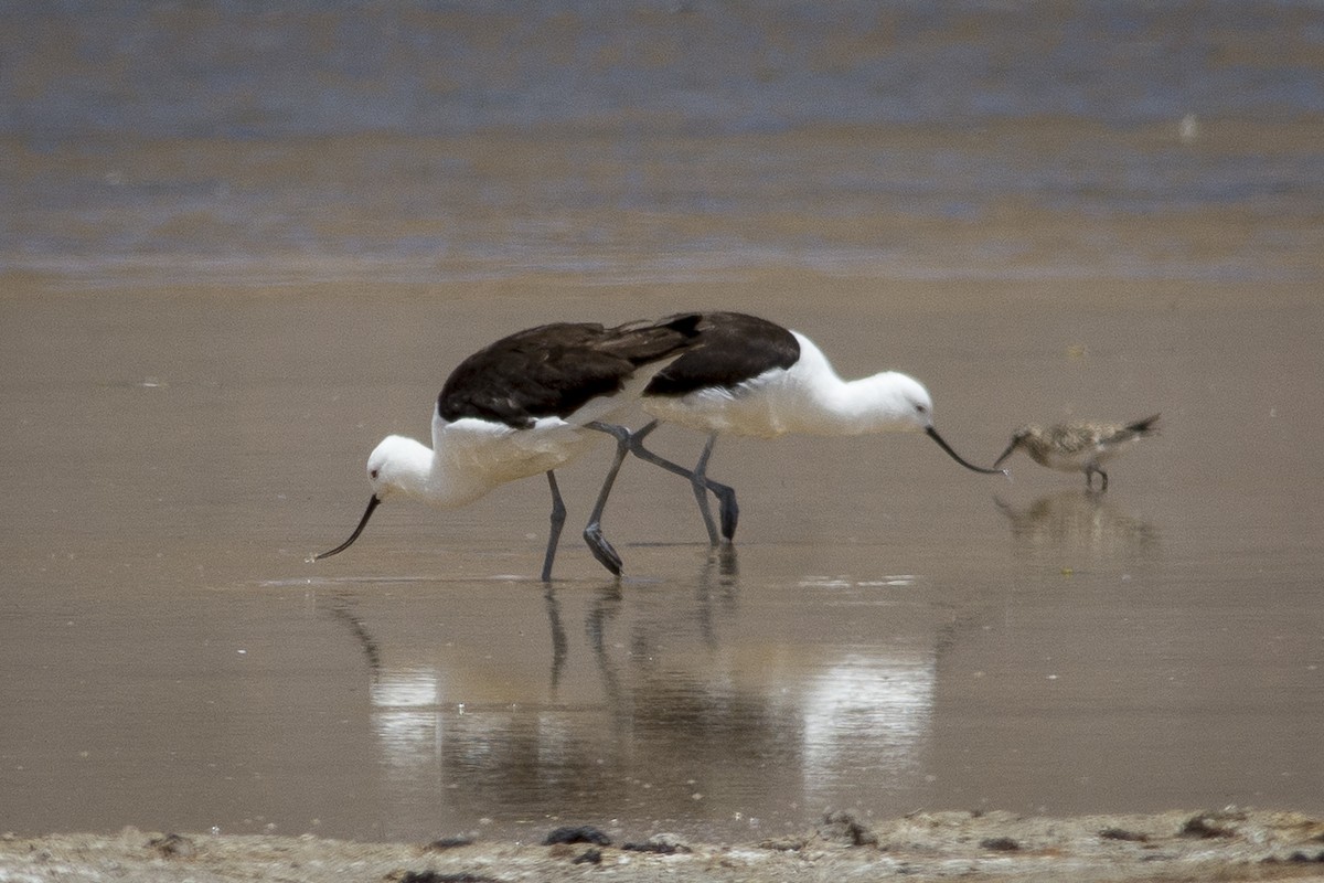 Avocette des Andes - ML532409941