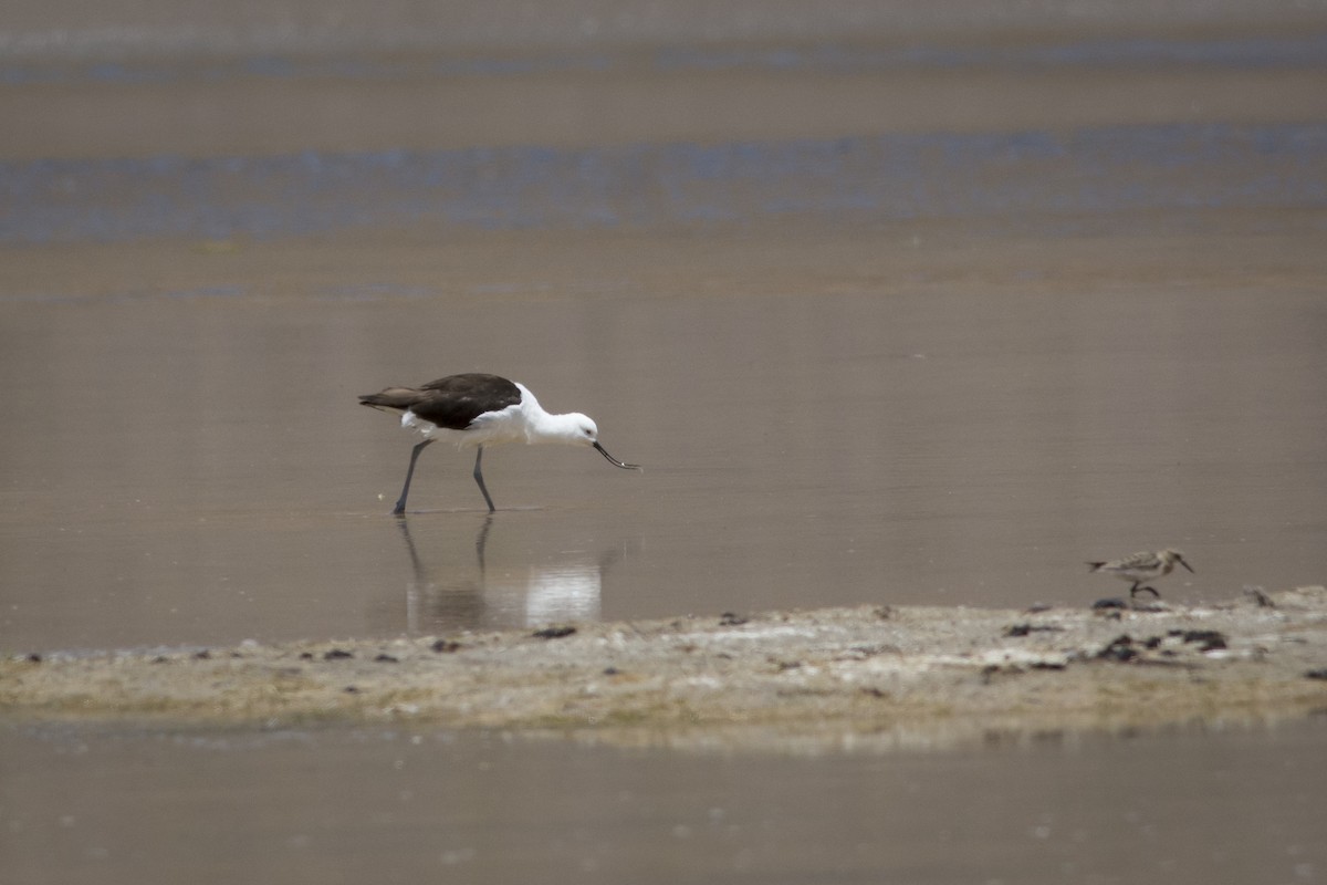 Andean Avocet - Pablo Brandolin