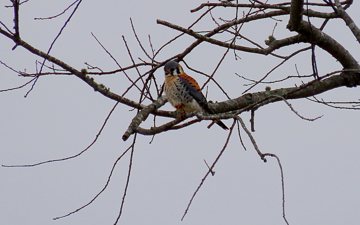 American Kestrel - ML532410271