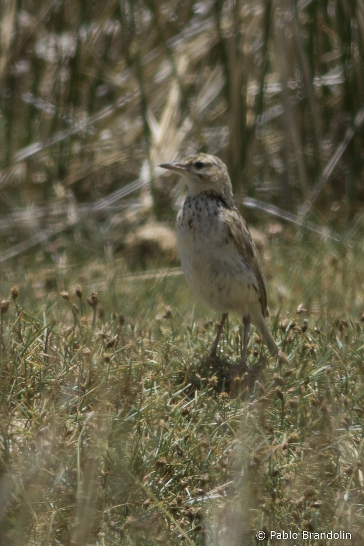 linduška jihoamerická - ML532410451