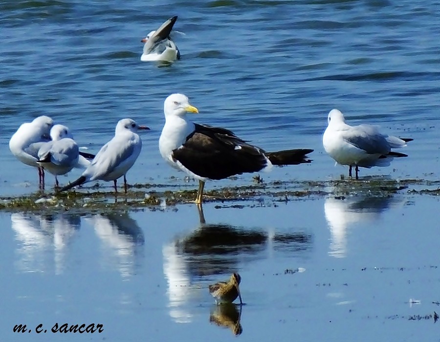 Lesser Black-backed Gull - ML532410681