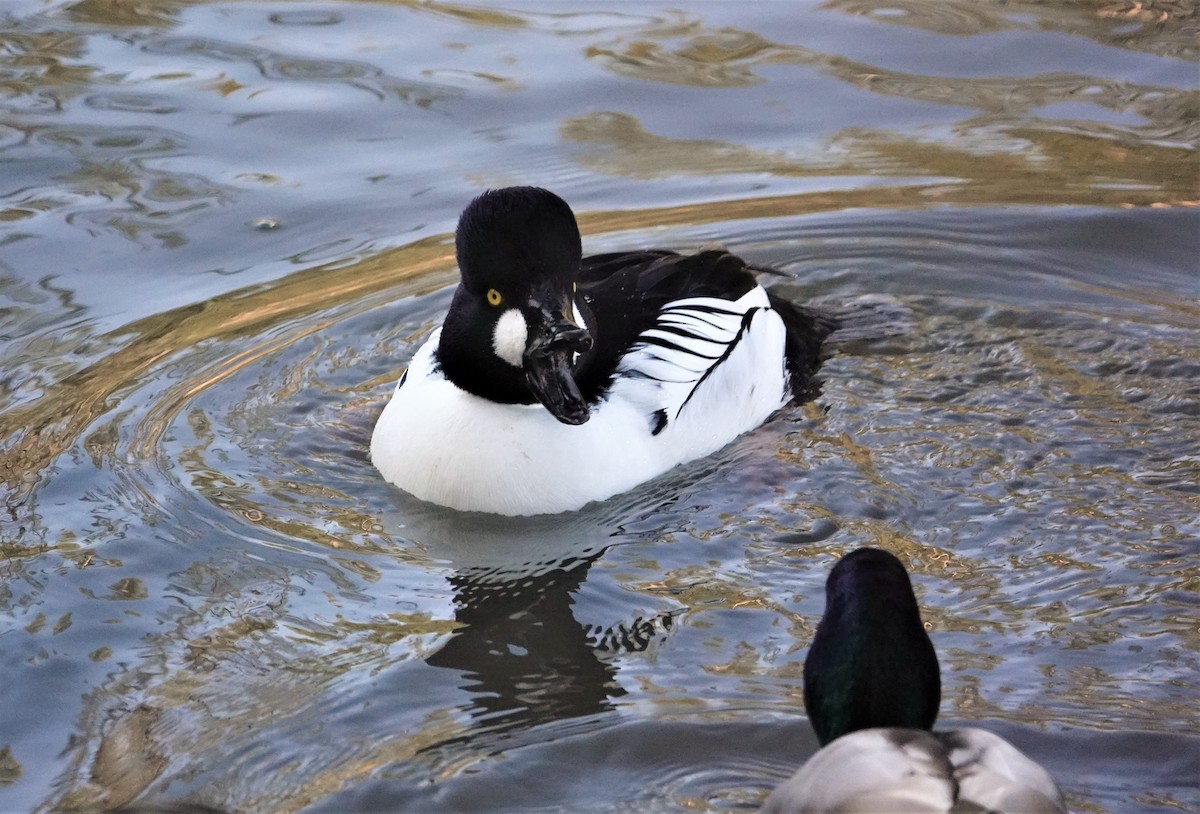 Common Goldeneye - ML532412651